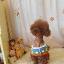 예쁘개# 애견미용실 이미지