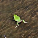 청개구리 이미지