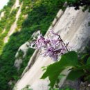 나무향기 이미지