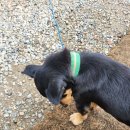 하늘숲글램핑 | 가평 하늘숲글램핑 필독 리얼 후기(광고 아님)