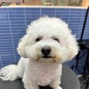 더 귀엽개 이미지