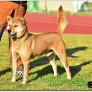 까치말진돗개농장 이미지