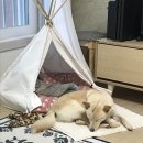모찌누나