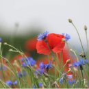 운동의 미학 이미지