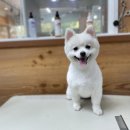 더사랑할개 네이버블로그