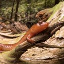 pet04나3710 이미지