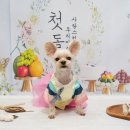 강아지풍경 이미지