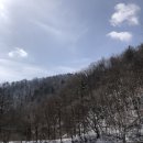 상판소나무숲 이미지