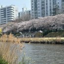 동래구 자전거무료대여소 | 부산 온천천 벚꽃 명소 자전거 대여소 무료 이용 방법 (위치·준비물·자전거 종류 총정리)