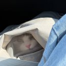 고양이 무마취미용 고미고미 화명점 이미지