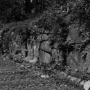 고살메갈꽃체험마을 이미지