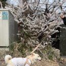 수원-0055 | 수원 행궁동 통닭거리의 신흥 강자, '정조통닭' 방문 리얼 후기!