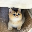 미오미오 고양이분양 이미지