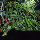 대흥농약사 이미지