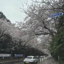 제주대학교박물관 | 제주대벚꽃길 제주도 벚꽃 명소 제주대학교 벚꽃 실시간