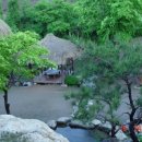 참나무쟁이 이미지