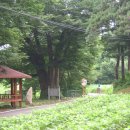황방1리 Daum카페