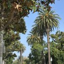 돈워리 여행영어 (2) | 미국 MPC 등록부터 입국까지 여자 혼자 LA 여행 후기