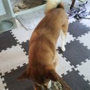 콩이네 멍냥 수제간식 이미지