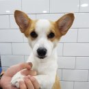 샤워앤독 이미지