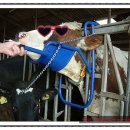 고정축산 이미지