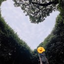 제주 소노캄 사진맛집 킹더랜드 사랑나무 여행 숙박 늦은후기