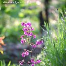 아침이슬 이미지