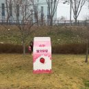 GS25논산중앙점 | 2026 논산 딸기축제 다녀왔어요