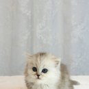 부산강아지분양 고양이분양 베스트펫 본점 | 부산펫샵 [베스트펫] 강아지고양이 분양샵 주차까지 편했던 안전한 입양과정