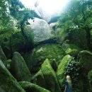 숲속풍경 이미지