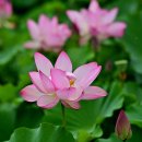 오천그린광장 이미지