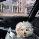 펫 살롱 | 수원 권선동 애견미용 디어펫살롱 비숑미용 후기