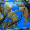 일종수산 이미지