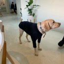 댕댕상점 이미지