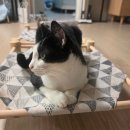펫맘 | 내돈내산 다이소 펫 고양이 해먹침대 후기 꿀팁