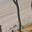 빌라마래 이미지