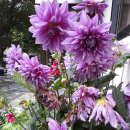 월광농원 이미지