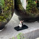 반려식물 테라리움 만들기 이미지