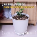 주식회사 생기의집 | 트리맘분갈이흙, 아베크라포렛관엽식물전용상토로 금전수 분갈이 후기