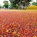 제11공원 Daum카페