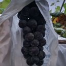 솔뫼농장 이미지