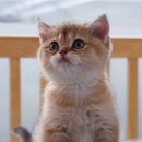 나는 고양이에 빠지다 이미지