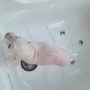 왓츠그루멍 다산 애견미용실 이미지