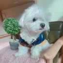 강아지는 미용빨 이미지