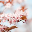 한국 SGI 이미지