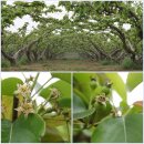 초록빛목장 이미지