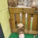 슈가독살롱 이미지