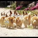 8코기네