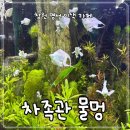 구피 | 창원 명서동 24시 셀프 카페 차족관 물멍 구피 입양 후기 물멍하기 좋은 곳 차족관 반려동물 동반 이색...
