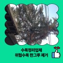 양평수목 | 수목정리업체 위험수목 한그루 제거